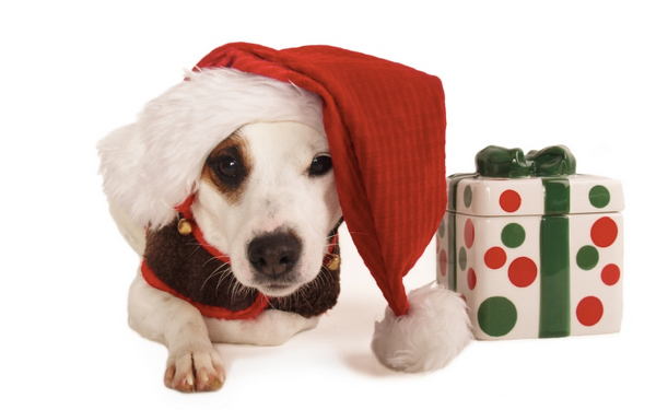 dog-gift