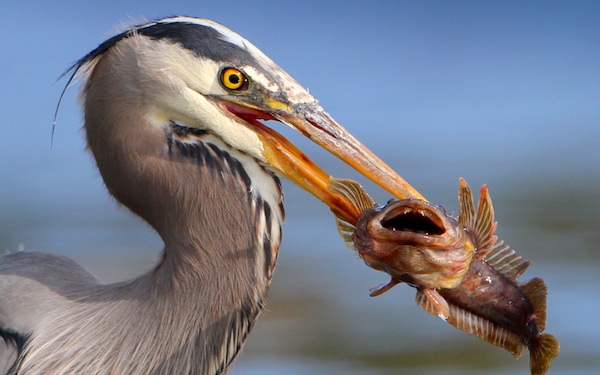 eatfish