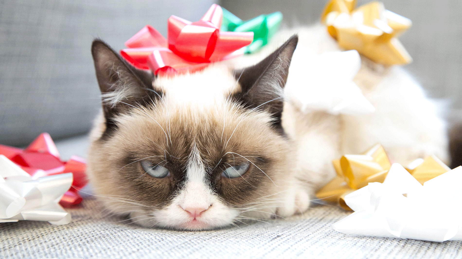 Grumpy-Cat-Humbug