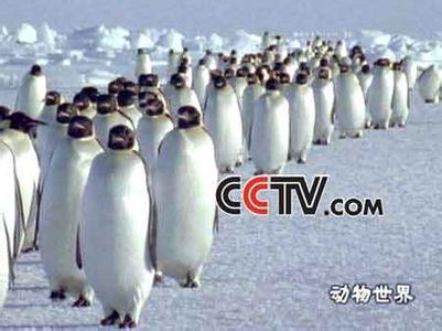 Ѷ CCTV ˭<a href=