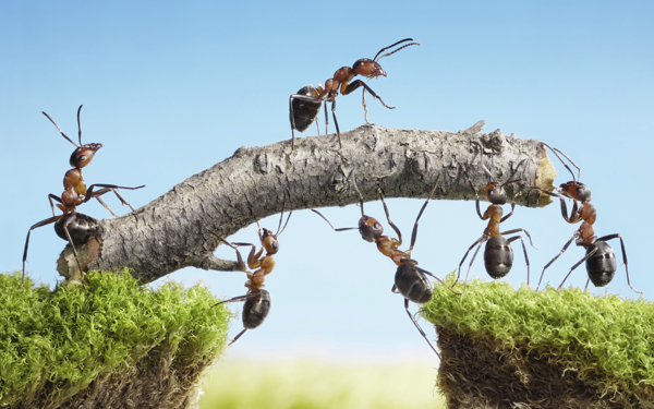 ants-teamwork2