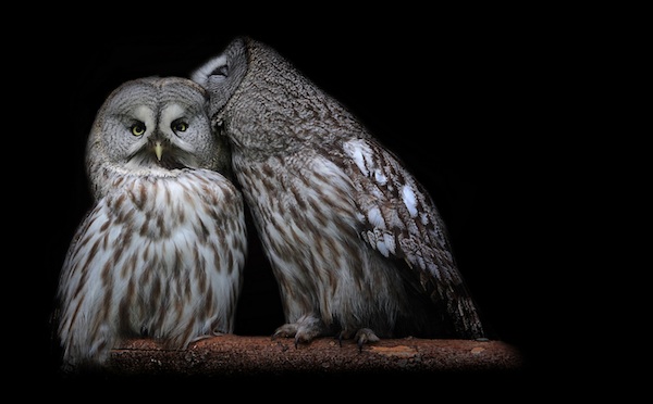 owl