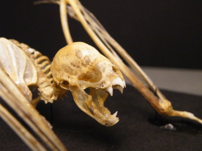 Vampire_bat_skeleton_face.jpg