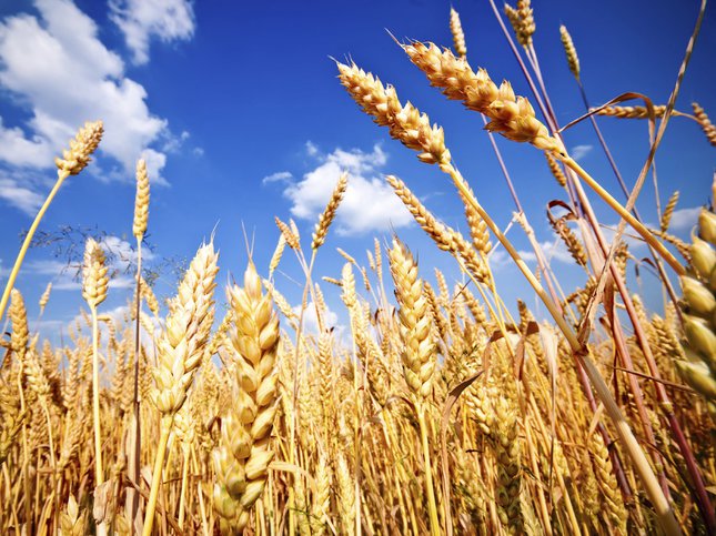 wheat.jpg