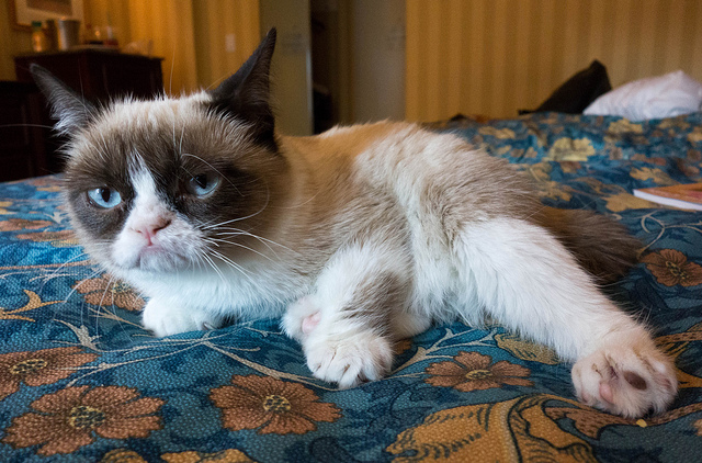 "Grumpy Cat" by Scott Beale