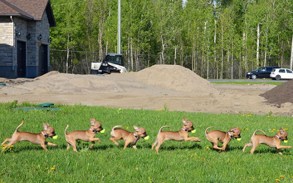 dog-time-lapse