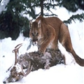 OS X Mountain LionڼDropboxȷҲǹ