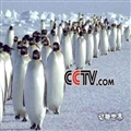 ѶCCTV˭йýһ